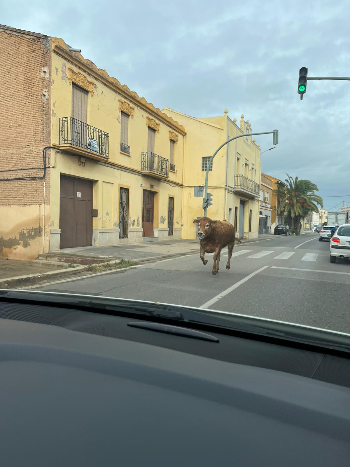 Una vaca suelta obliga a cortar el camino de Moncada de València