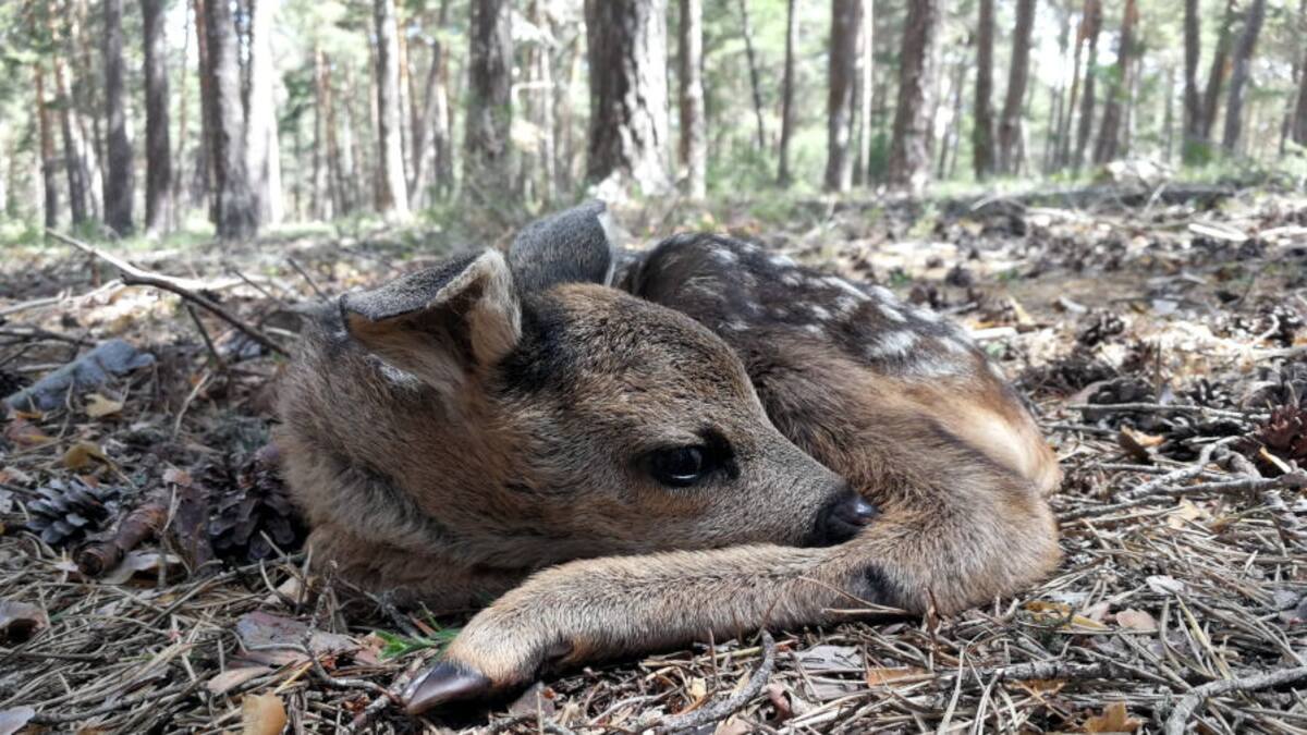 Entrevista a Miguel Higueras, jefe de operativo de Agentes Forestales, sobe la petición de no recoger corzos en el Parque Nacional de Guadarrama