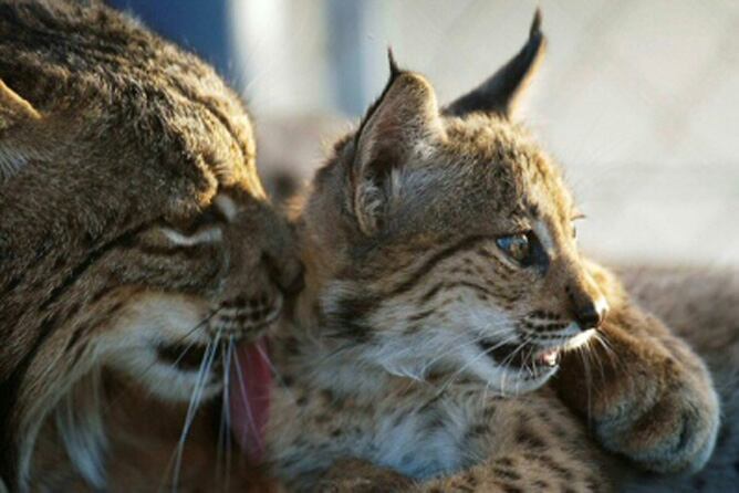 Imagen de un lince ibérico junto a su cría
