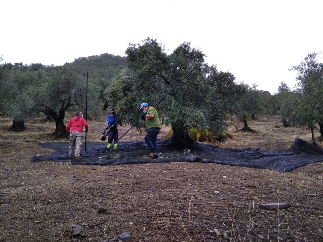 Recogida de aceituna en un olivar tradicional de Córdoba. Foto de archivo