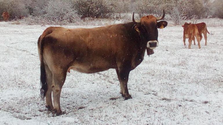La Montaña Palentina recibe las primeras nieves