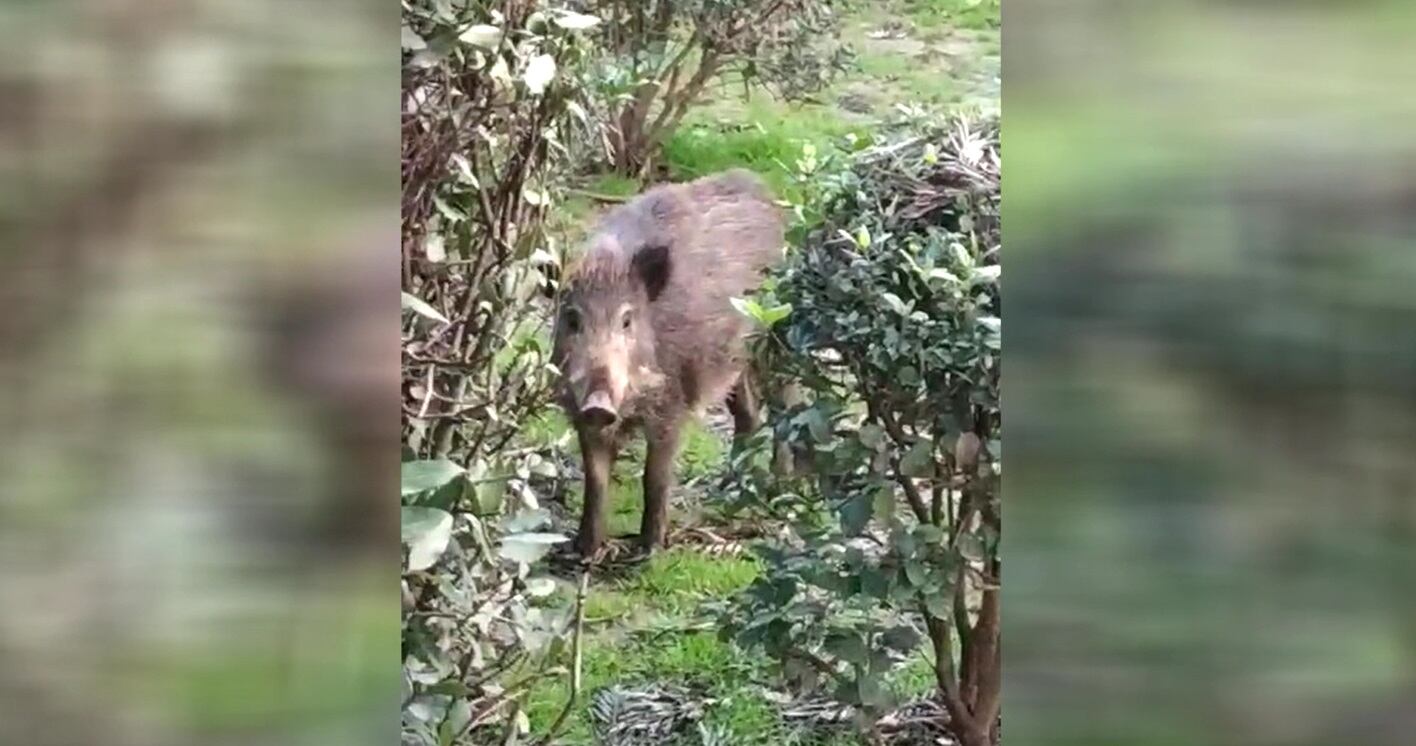 Un jabalí en el entorno de la zona de la Victoria de Málaga (Cadena SER)