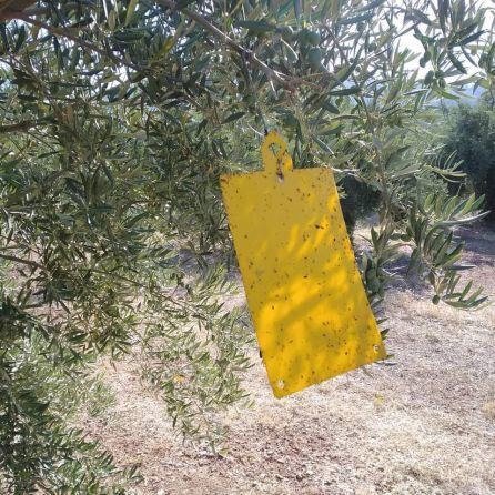 Una de las trampas instaladas en los olivos de Sierra Mágina