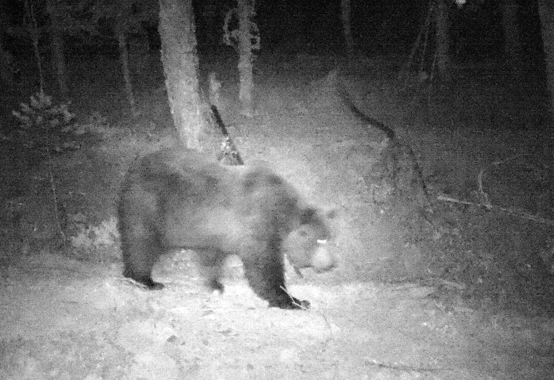 Captura de un oso en el Pirineo Navarro, mediante una de las cámaras ubicadas por el Gobierno Foral