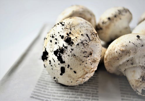 White mushrooms close-up