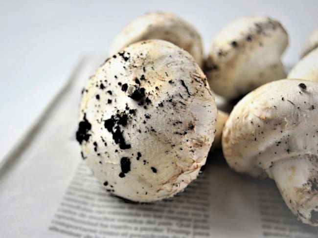 White mushrooms close-up