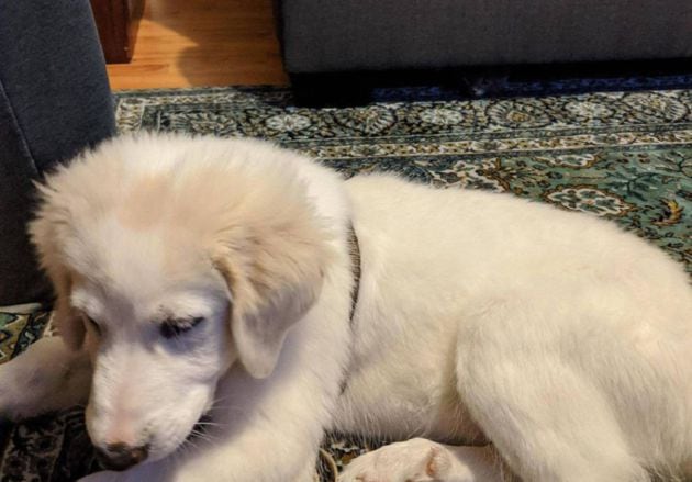 ¿Puedes encontrar al gato escondido?