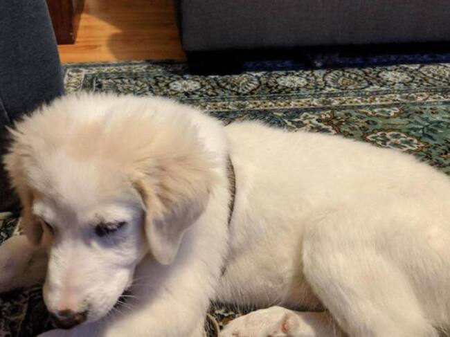 ¿Puedes encontrar al gato escondido?