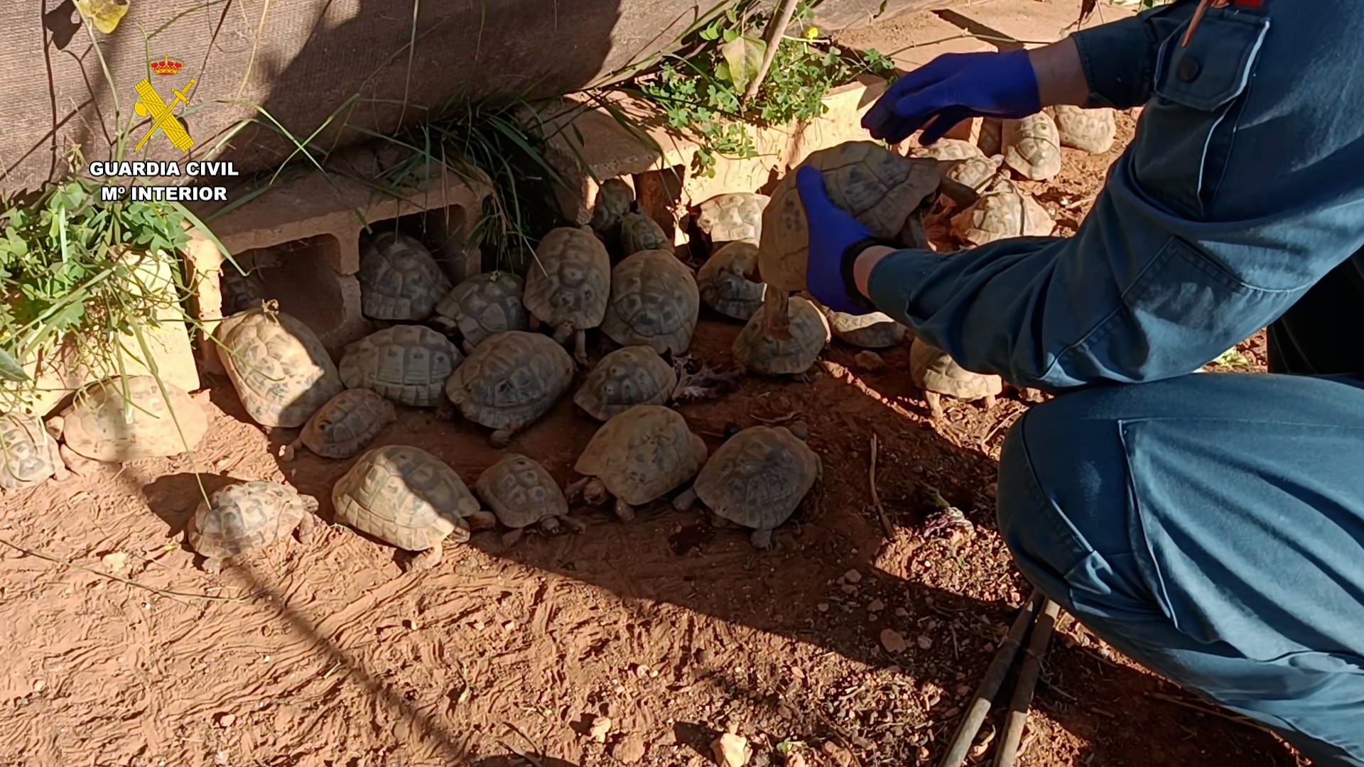 Tortugas moras decomisadas por la Guardia Civil en Picassent