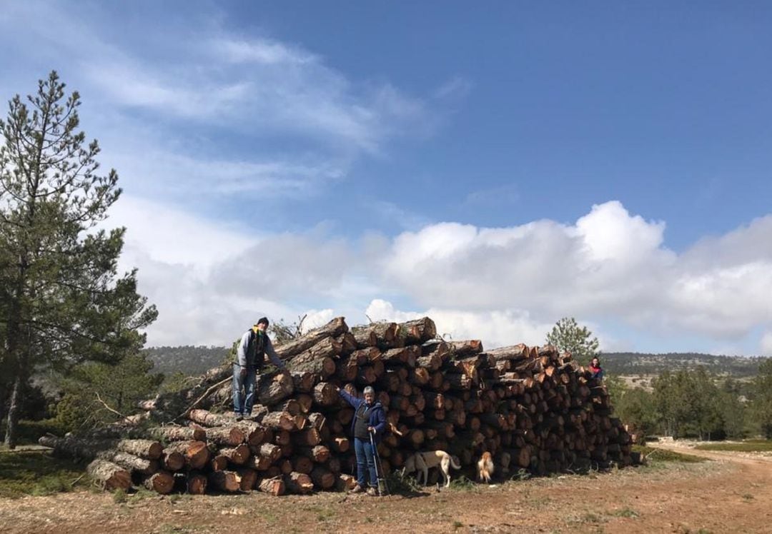 Pinos talados en la Puebla de San Miguel 