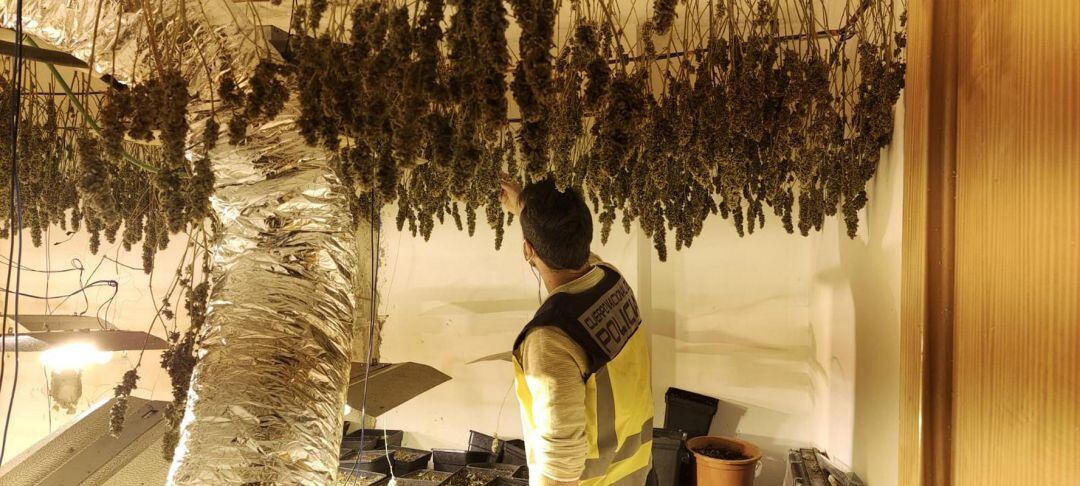 Plantación de marihuana en una vivienda de Beniopa en Gandia