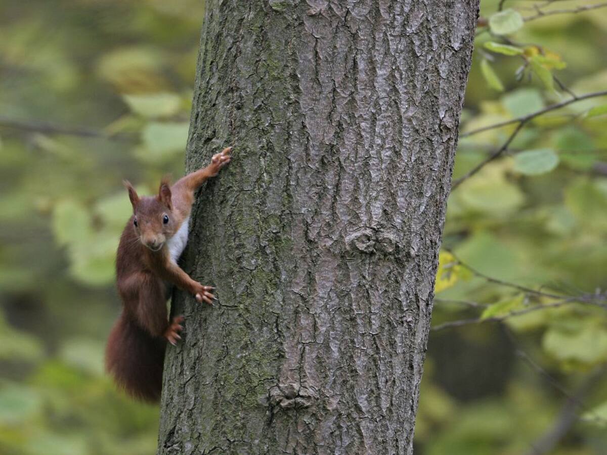 Ardillas rojas en el Jardín del Turia