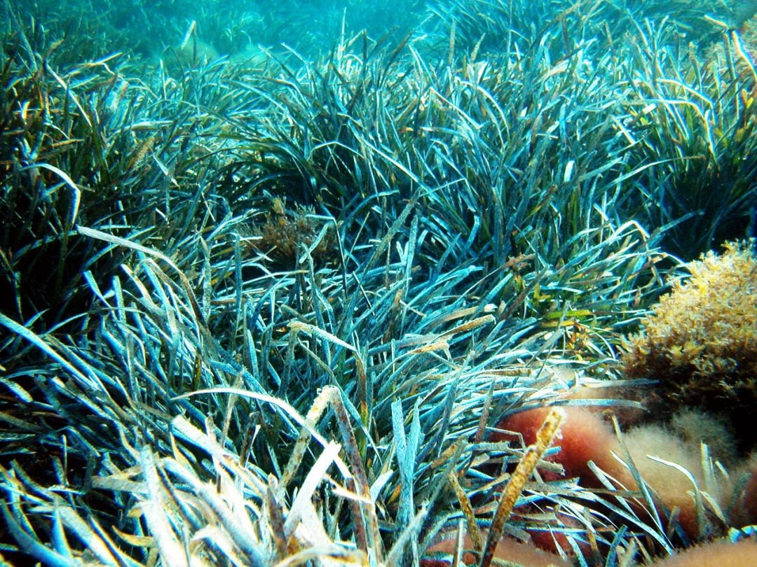 Posidonia marina