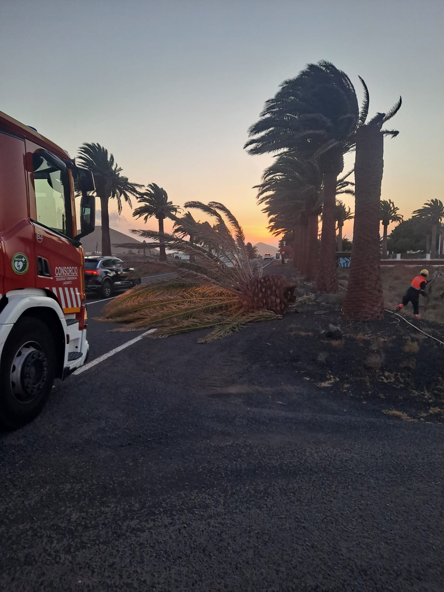 Palmera derribada por el viento en Lanzarote.