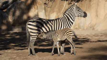 La cebra Filomena, primer nacimiento del 2021 en BIOPARC València