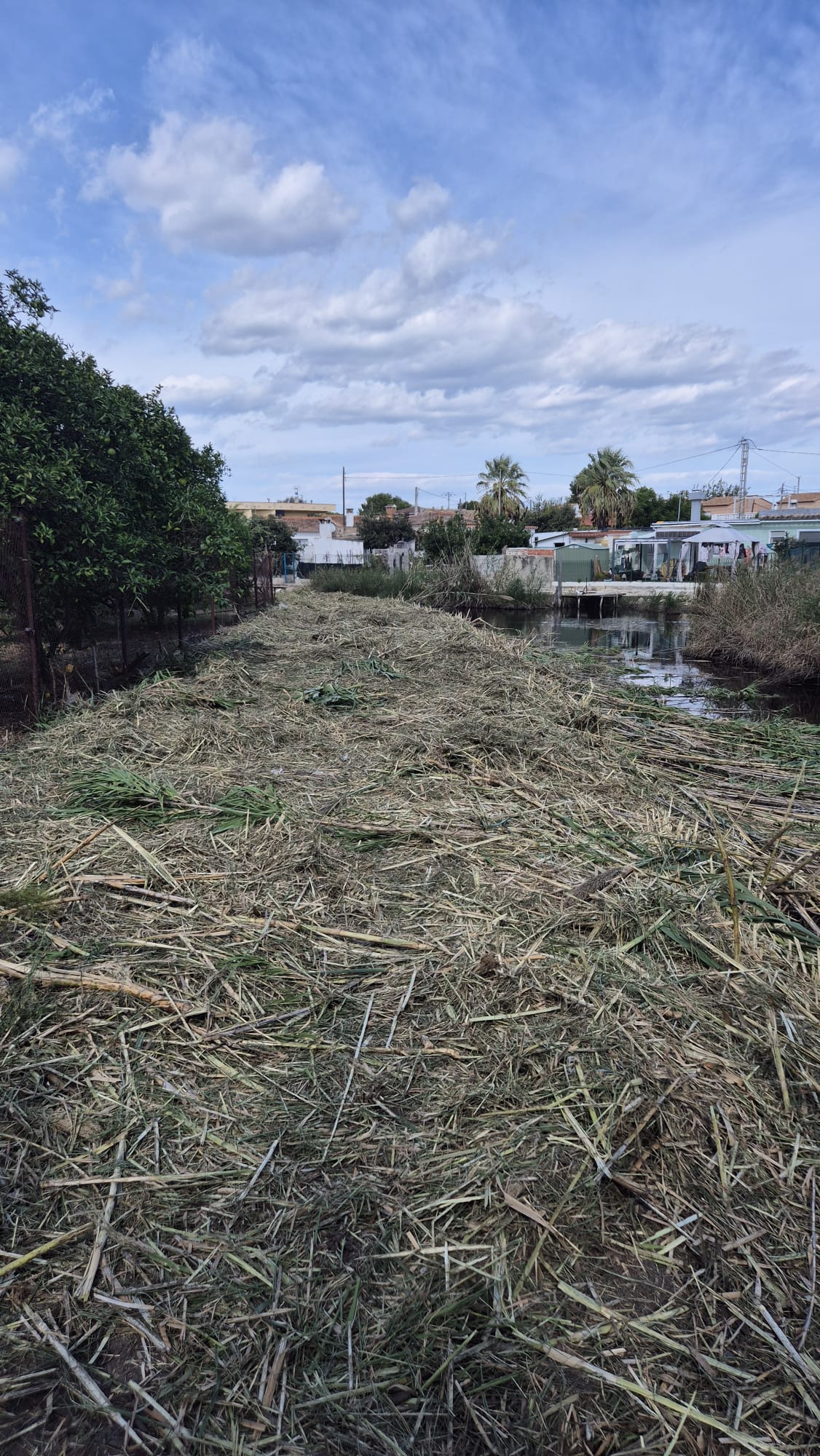 Trabajos de la Confederación en el río Molinell, a su paso por Oliva