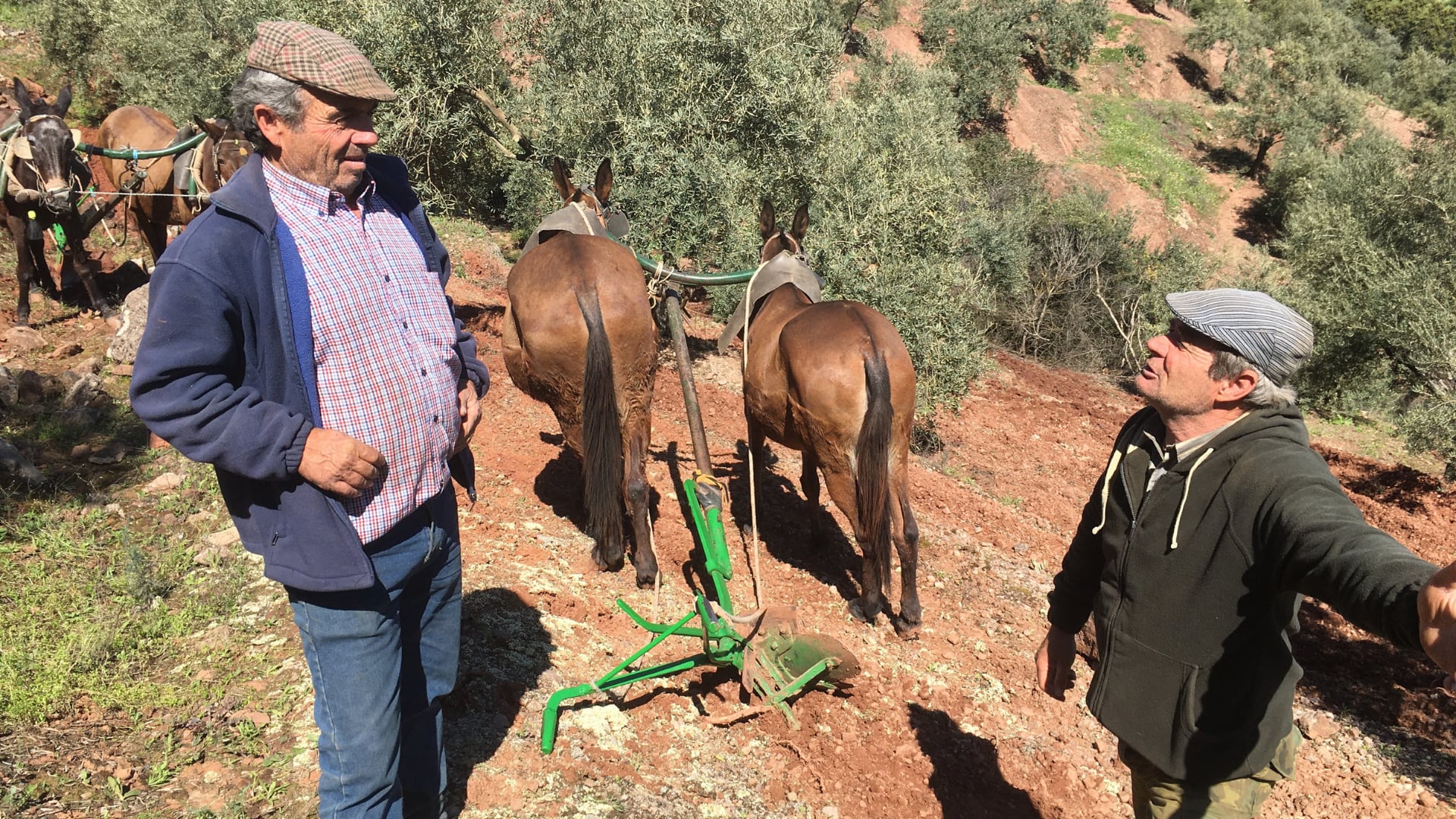 Los arrieros Rafael y Jose tomando un descanso mientras aran con sus yuntas un olivar cercano al municipio de Montoro (Córdoba), en Sierra Morena