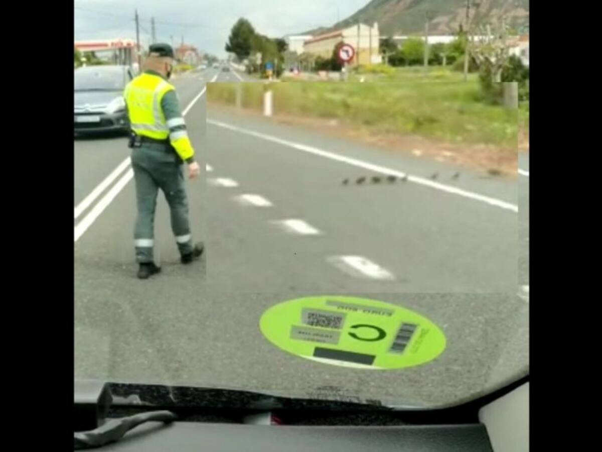 Una familia de patos cruza la N-232 con una gran ayuda