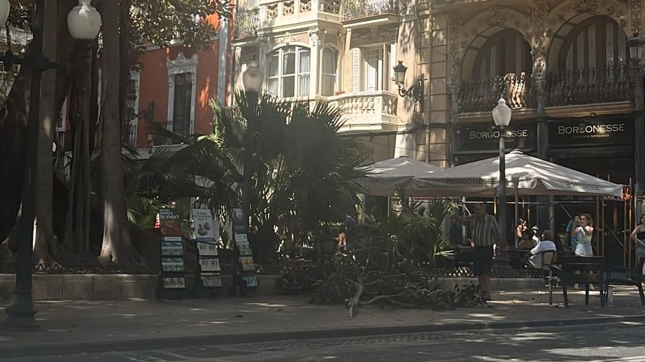 Caída de una rama de uno de los ficus situados en el Portal de Elche, junto a la Rambla de Méndez Núñez en Alicante