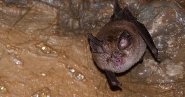 El murciélago de herradura es una especie protegida