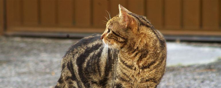 Gato callejero