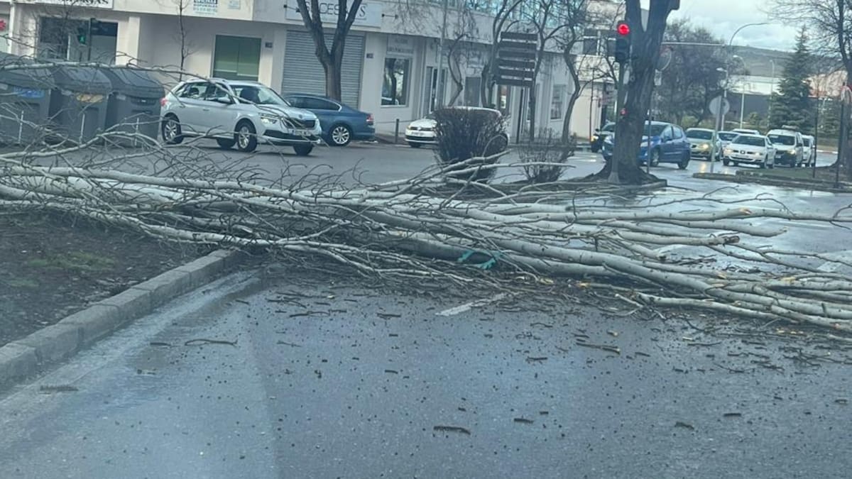 Última hora de las incidencias del temporal en Toledo: cortes de carreteras y de luz, caída de árboles...