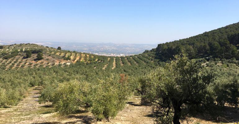 Campo de olivos.