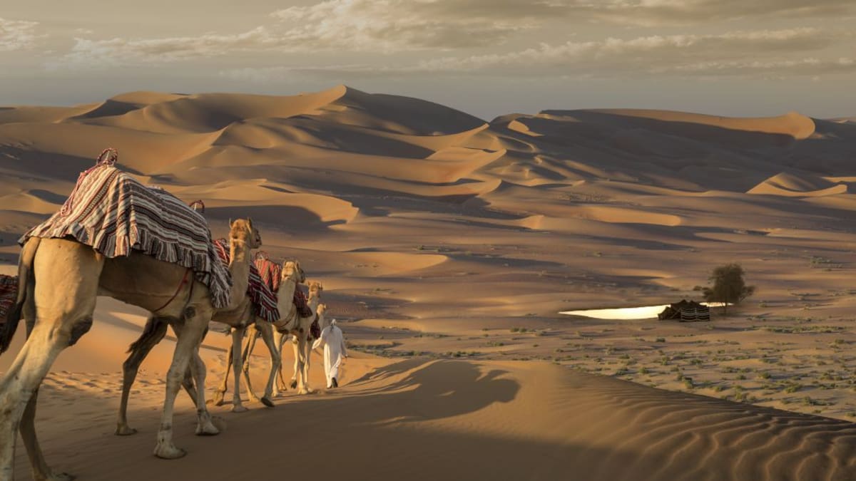 Un historiador de Gandia escribe sobre una biblioteca de 17.000 libros a lomo de camellos por el desierto