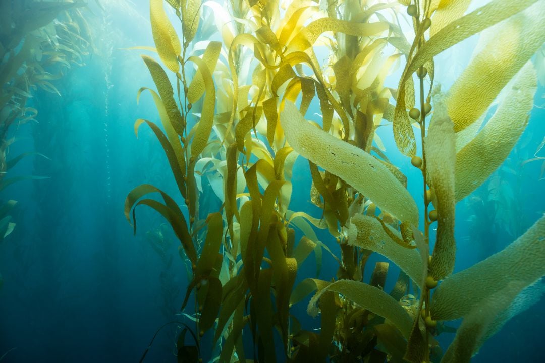 Una empresa burgalesa, seleccionada por Naciones Unidas para reducir la contaminación del mar 