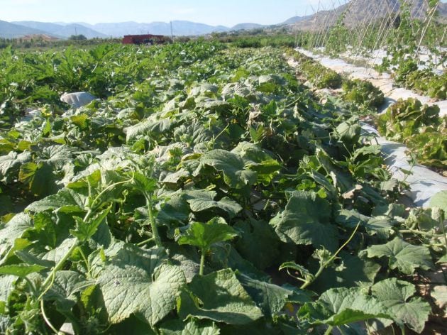 Una imagen de los cultivos de verduras de Ladespensa.bio