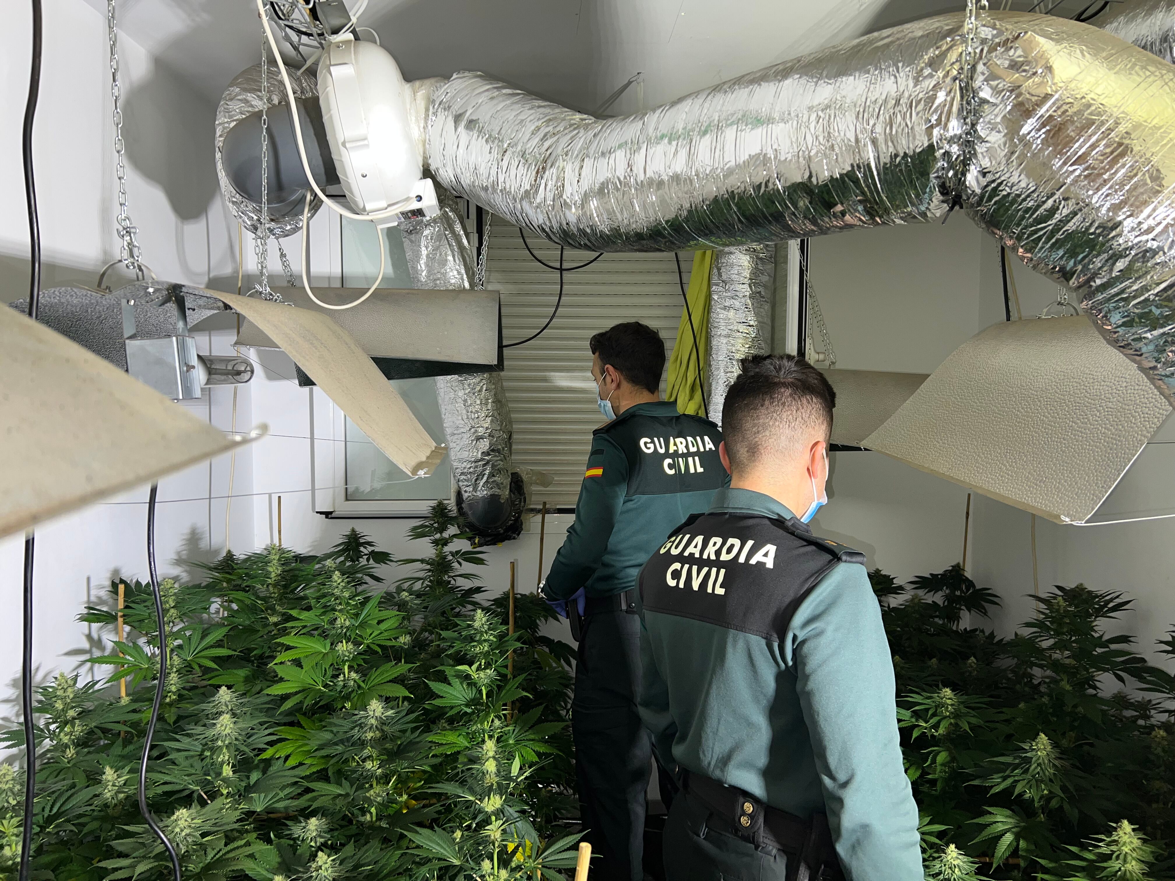 L'habitatge disposava de dues cambres acondicionades per conrear plantes de cannabis.