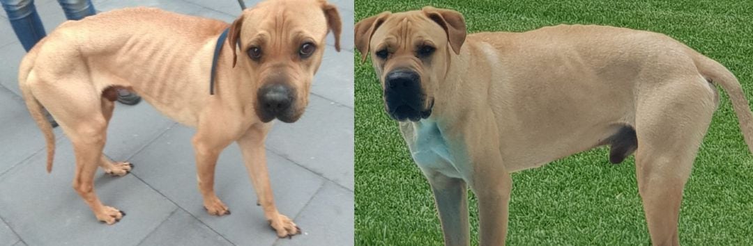 Foto del antes y después de un perro maltratado en Gandia  