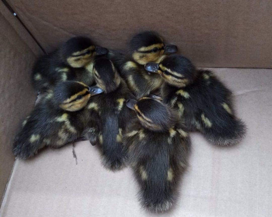 Patitos rescatados tras quedar atrapados en el alcantarillado de Cullera