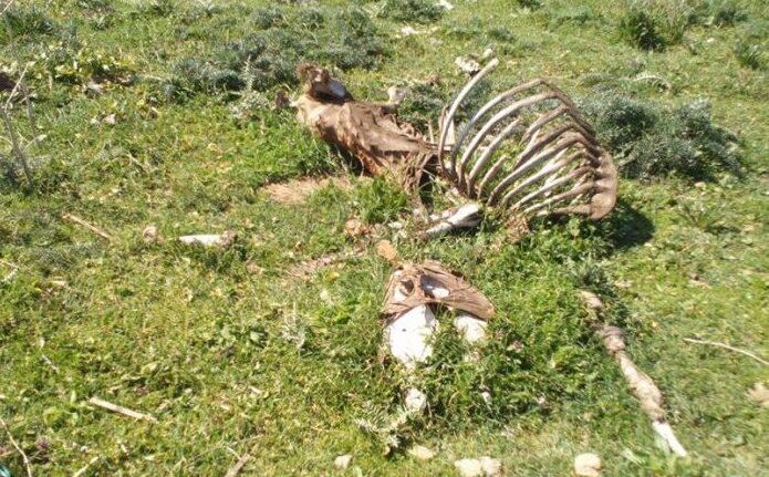 Cementerio de caballos en Algeciras