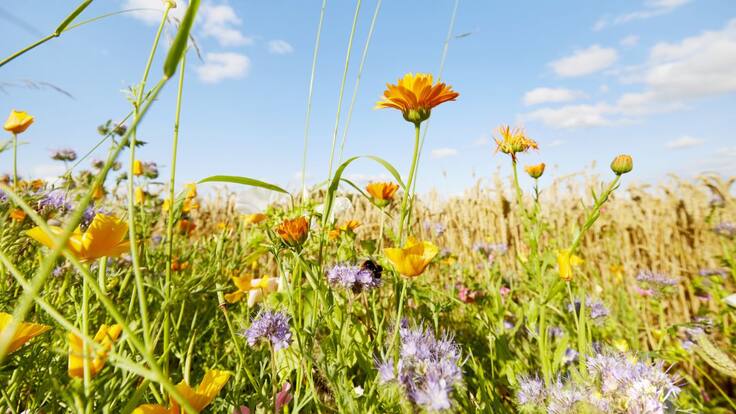 La llavor (20/11/2021)