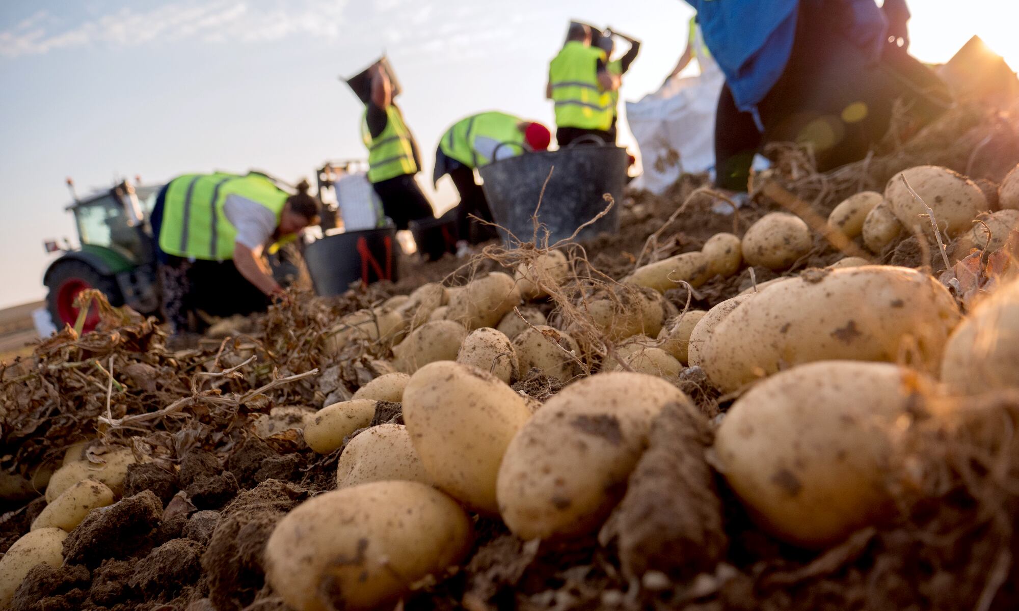 Patatas en el campo, que comercializa Mercadona