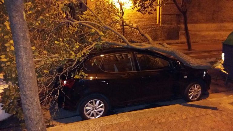 Caída de una rama en la calle Hernando de Aragón, en Zaragoza