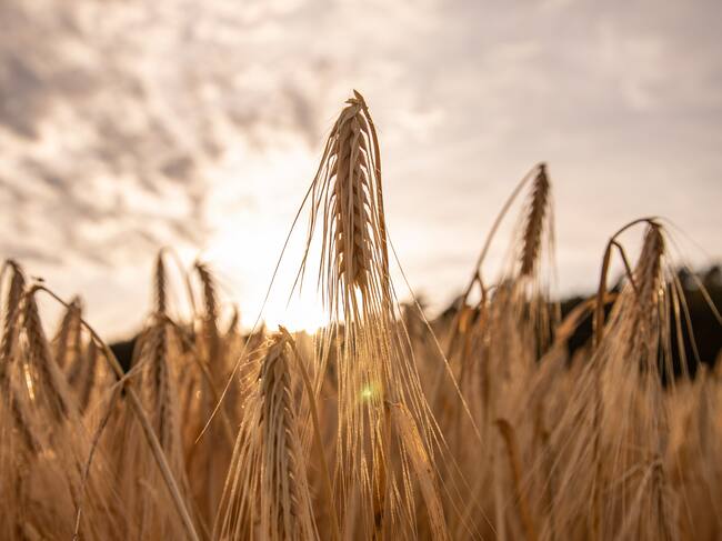 Plantas de cebada poco antes de su cosecha