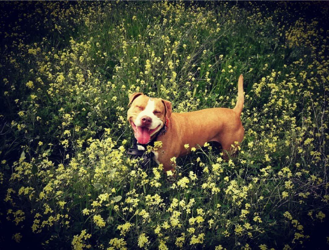 Pita, la perra que ha muerto tras precipitarse de un séptimo piso por escuchar petardos.