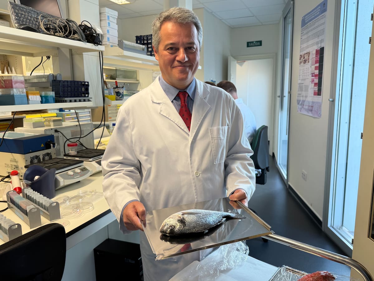 Científicos españoles logran crear una córnea artificial con escamas de pez para intentar combatir la escasez de trasplantes en humanos