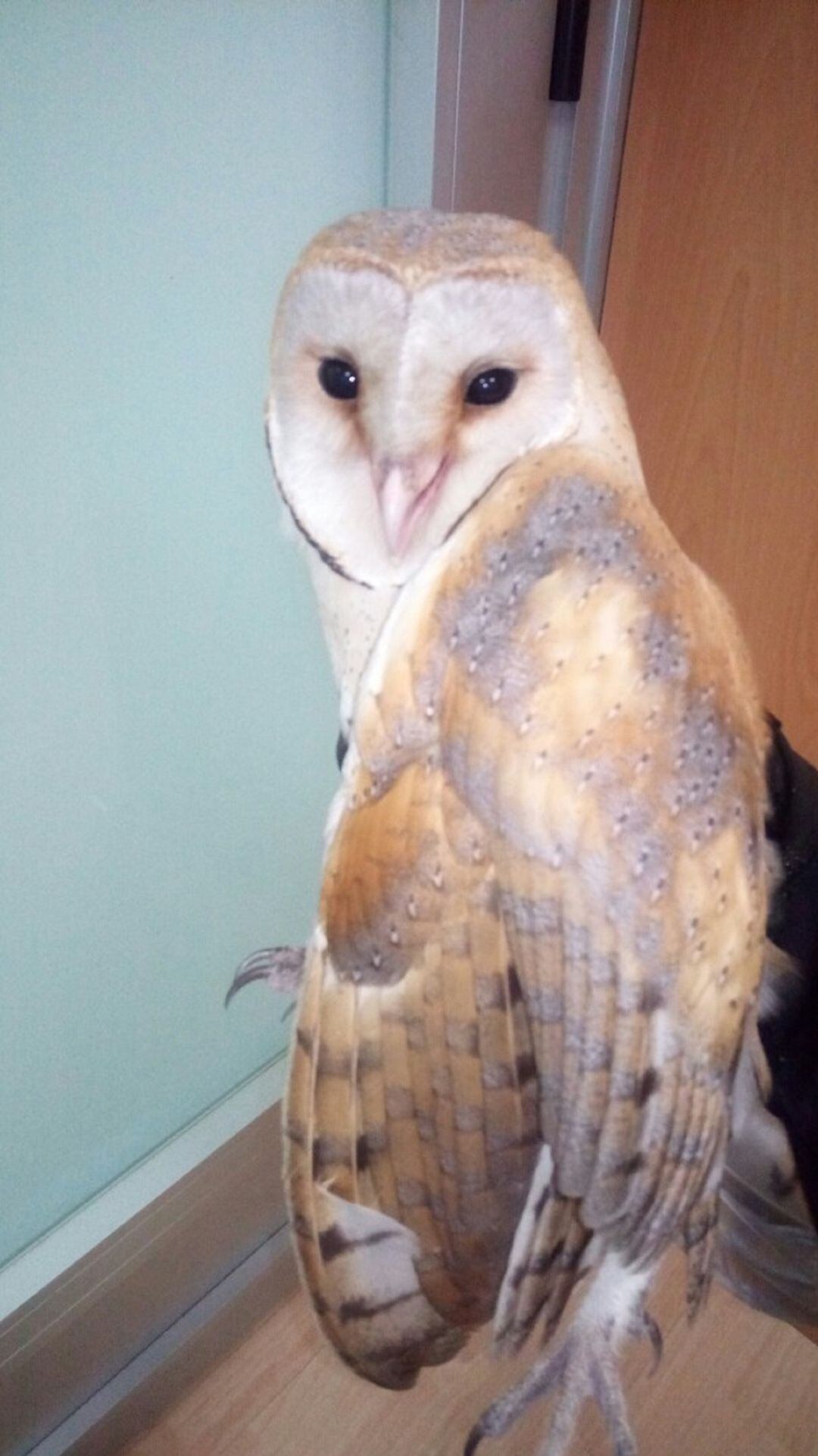 Lechuza rescatada en Vigo