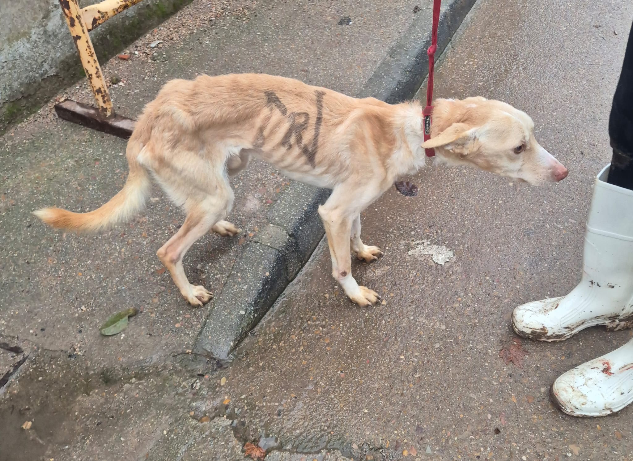 Perro de caza marcado y rescatado por Huellas Puertollano