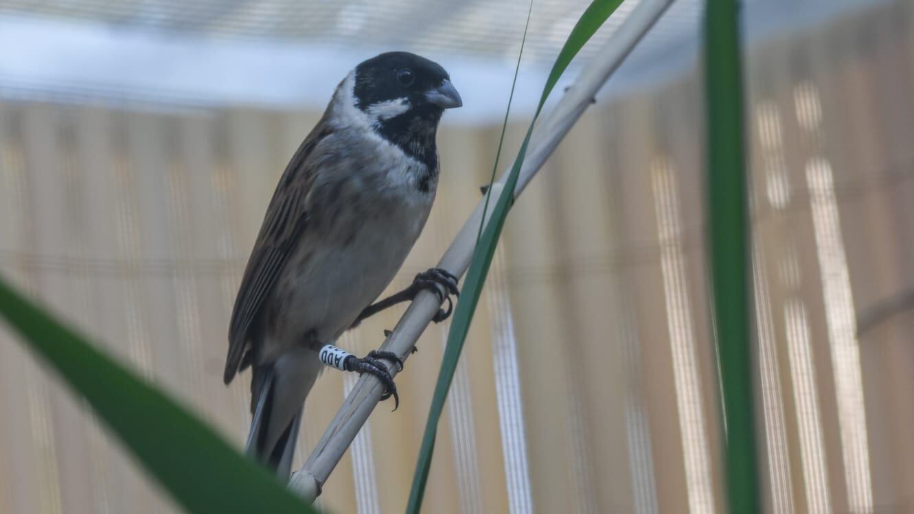 Ejemplar de escribano palustre hispaniamericano, en una imagen de archivo.