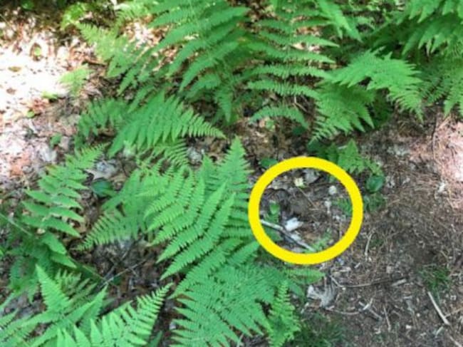 El sapo estaba escondido en el centro de la imagen.