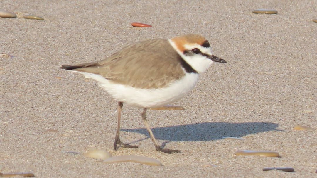 El chorlitejo patinegro es una especie amenazada que habita en playas.