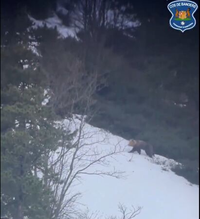 Imatge captada pels Banders ahir de la presència d'una Óssa a la zona d'Ordino.