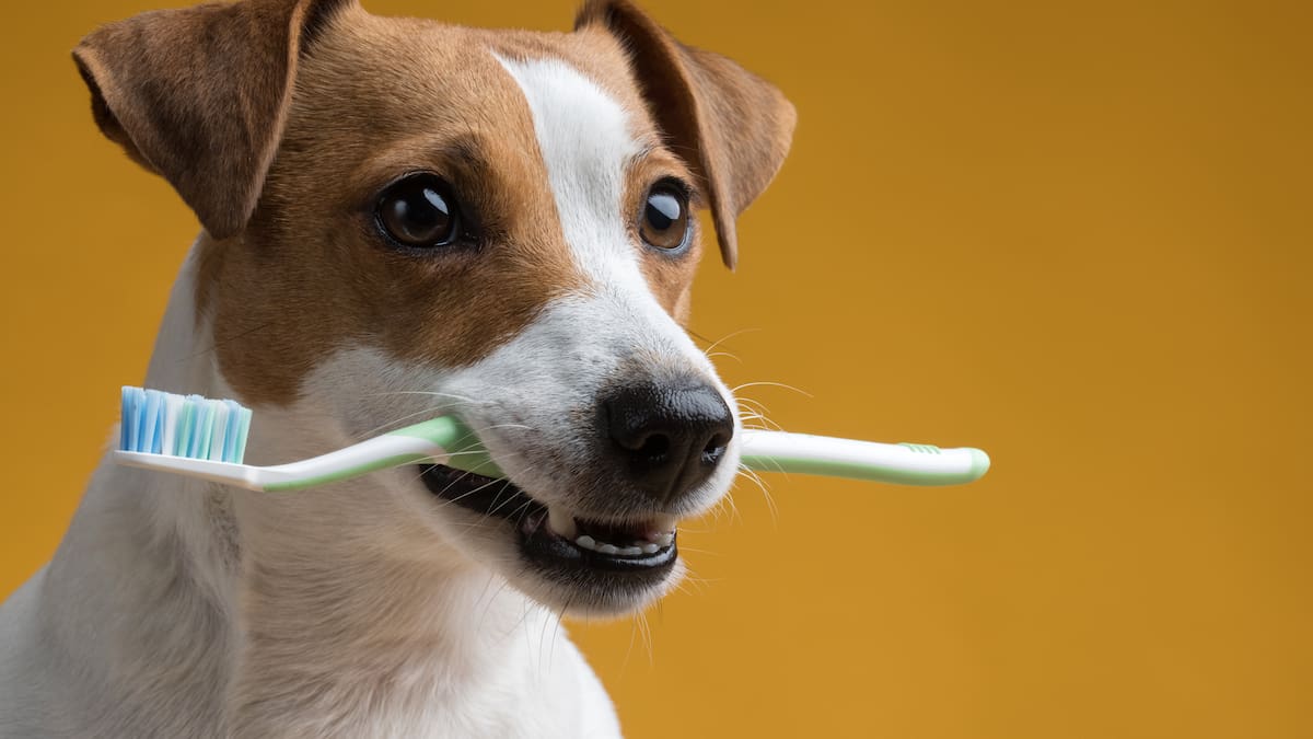 Mercedes Sánchez. Veterinaria