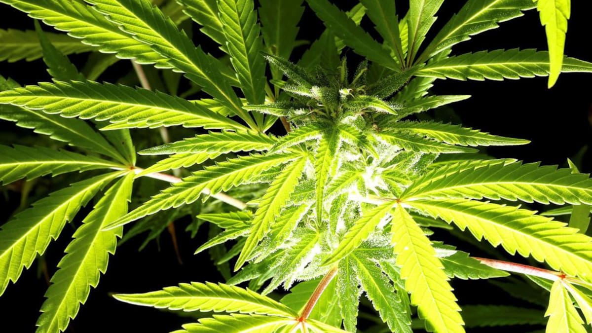 Una investigación confirma la viabilidad del cáñamo industrial en Navarra