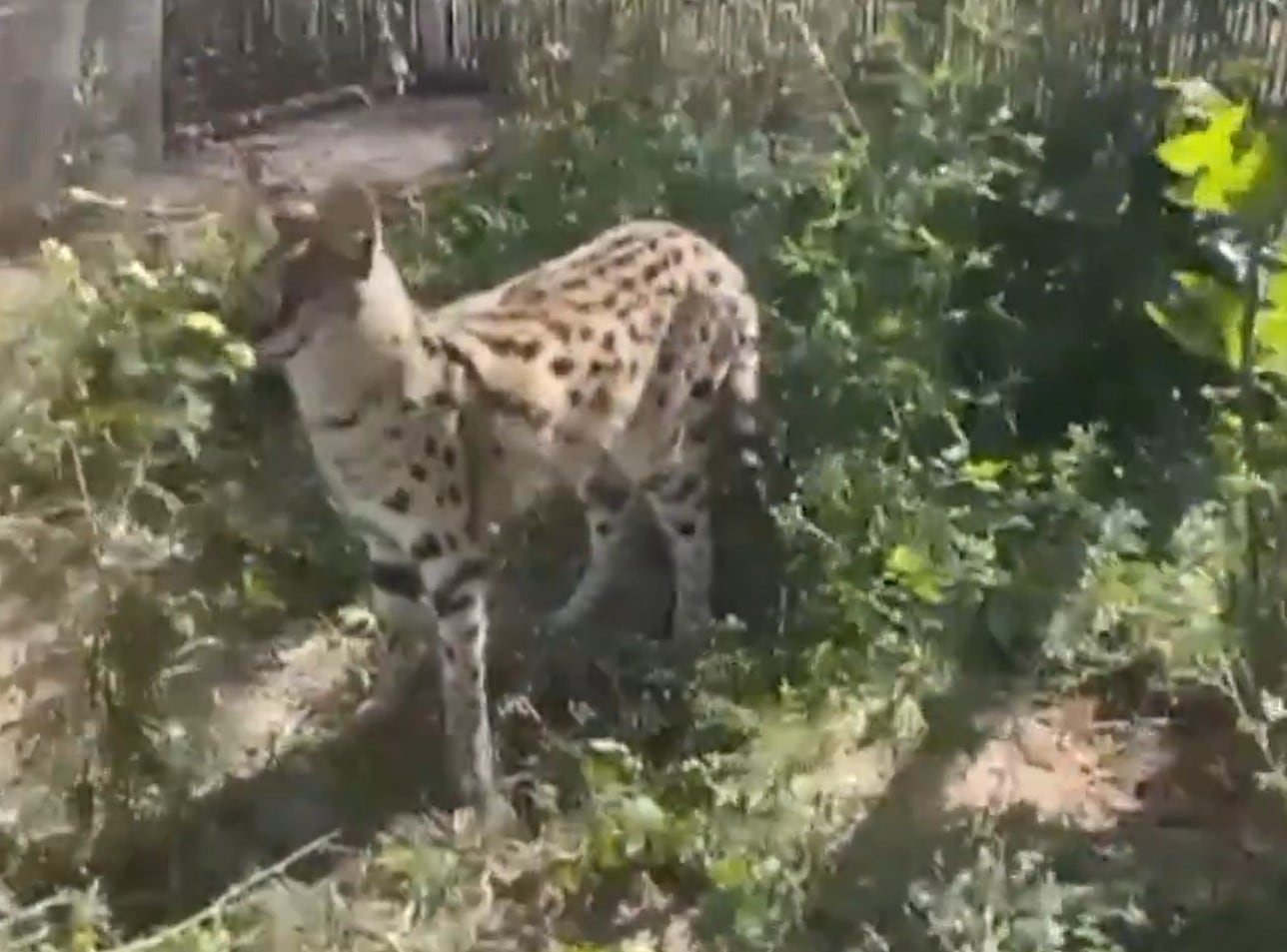 La Guardia Civil incauta 192 especies protegidas en una operación en toda España. En la imagen, un serval.