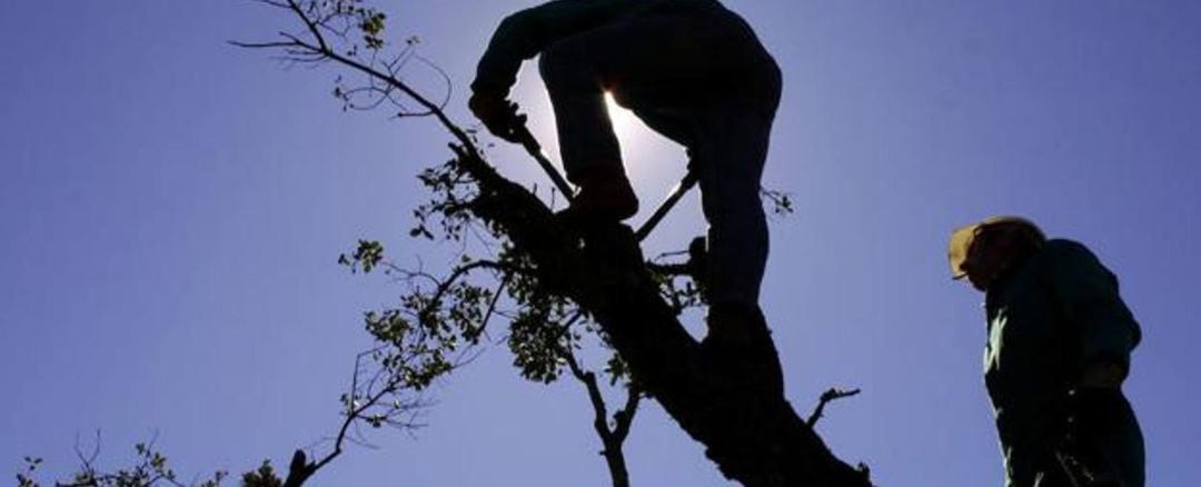 Operarios podando un árbol